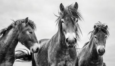 Equine photographer Alfie Bowen reflects on his early years with horses