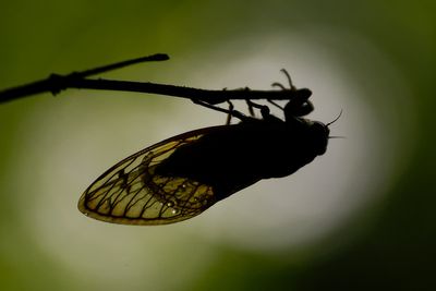 How do cicadas make their signature sound, so eerie and amazingly loud?