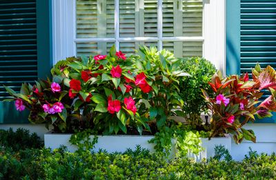 You Should Never Plant These Flowers in Window Boxes, Says a Pro Gardener — Here's Where to Plant Them Instead