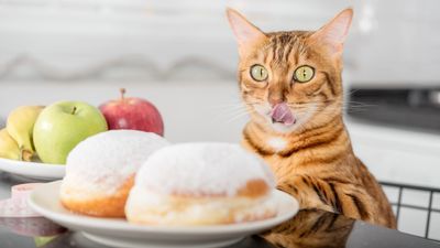 Can cats taste sugar?