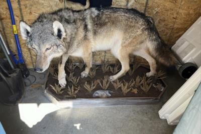 Mystery Surrounds Gray Wolf's Appearance In Southern Michigan