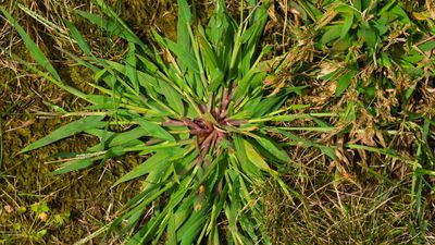 5 easy ways to get rid of crabgrass on your lawn