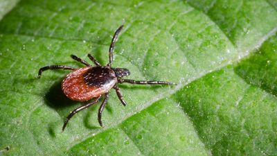 Best tick repellent plants – 5 plants that can steer these pests away from your yard