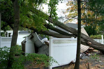 Your Tree, Your Neighbor’s Property: Whose Insurance Pays?