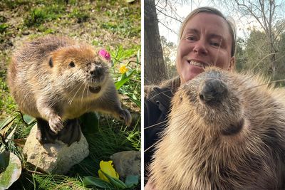 Tulip The Rescued Beaver Finds Love And Purpose As A Big Sister To A Tiny Beaver Petunia