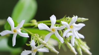 How to propagate star jasmine – expert advice for successful cuttings