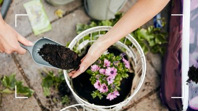 How to plant a hanging basket to elevate any plot with summer bright blooms