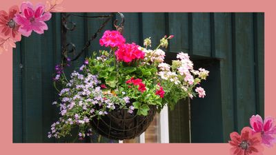 How to plant a summer hanging basket that will bloom brightly in even the smallest garden