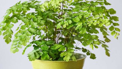How to care for a maidenhair fern – plant pros share top tips for these delicate beauties