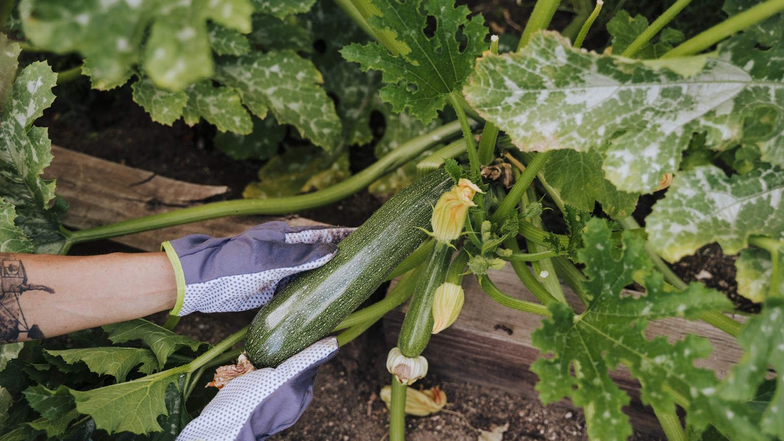 Why is my zucchini plant turning yellow? 4 common…