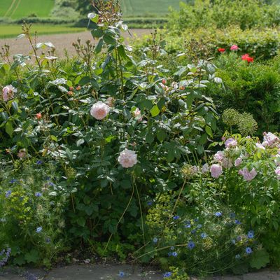 How to plant roses – gardening experts explain how to avoid falling for the same mistakes as David Beckham when planting up