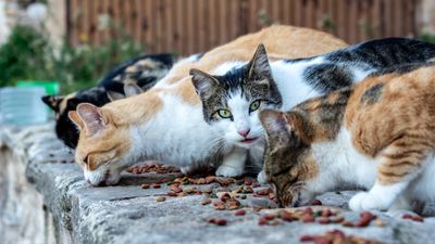 What to feed a stray cat