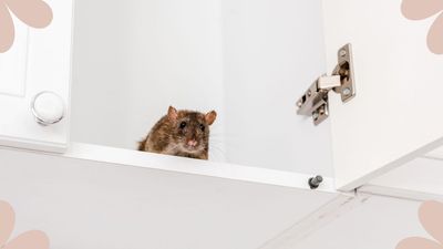 How to deter rats – 6 expert tips to stop them coming into your home