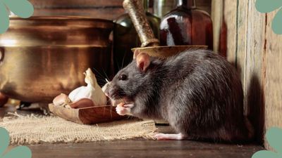 How to deter rats – 5 expert tips to stop them coming into your home
