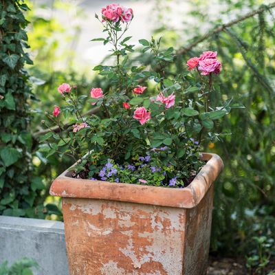 How to grow potted roses - from the variety to pick, to the correct container size that will help them flourish