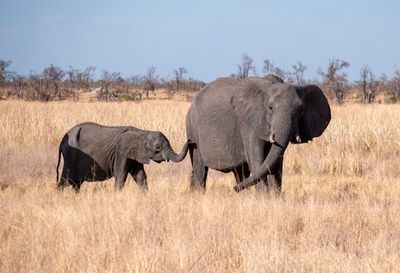 Elephants Give Each Other Unique Names. It Gets Weirder