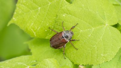 How to repel June bugs from your yard – expert advice to protect your plants