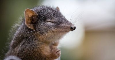 How to kill anything nicely, and attract wildlife while you're at it