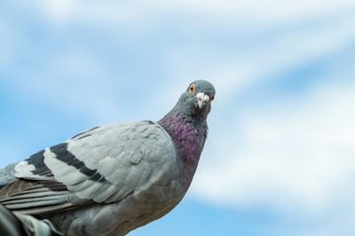 This Bird Is Way Smarter Than Anyone Gives It Credit For