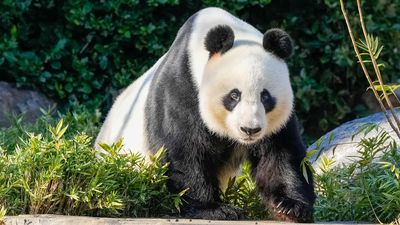 Panda diplomacy reins as zoo awaits new residents