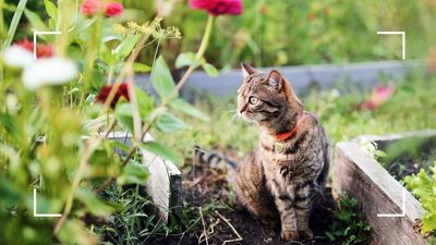 How to deter neighbourhood cats from your garden – 7 harmless tips from experts