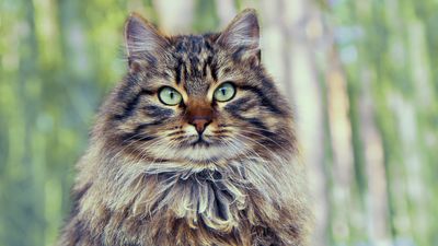 32 fun facts about Siberian forest cats