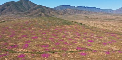 World’s oldest termite mounds discovered in South Africa – and they’ve been storing precious carbon for thousands of years