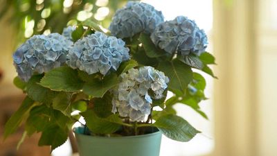 How to care for a hydrangea indoors – expert tips for these beautiful bloomers