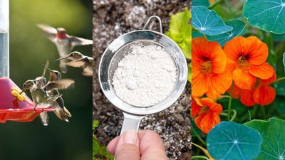 Natural pest control methods – 7 eco-friendly techniques that won't harm your garden