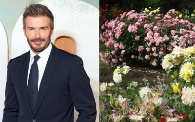 David Beckham Uses This Pretty Rose to Line His Fence — Here's How You Can Recreate the Look