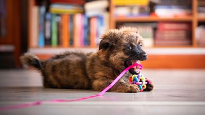 Should you send your pup to doggy daycare? Trainer weighs in (and what they had to say really surprised us)