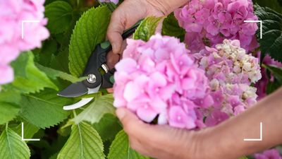 How to take hydrangea cuttings to double your beautiful blooms