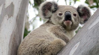 Reject mines to protect koalas: environmental groups