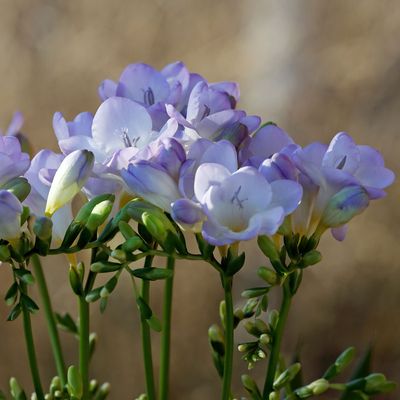 How to grow freesias - Experts explain how to help these delicate flowers thrive in the UK climate