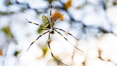 'Flying' Joro spiders are visiting backyards across the US – here's how they might affect your plants