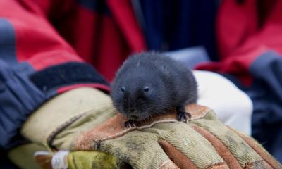 Beavers create habitat suitable for water voles in Scottish rainforest