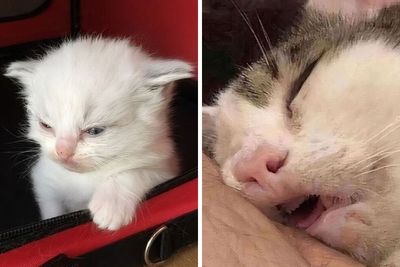 50 Magical Photos That Prove Cats Are Truly A Blessing, As Shared On This Instagram Page