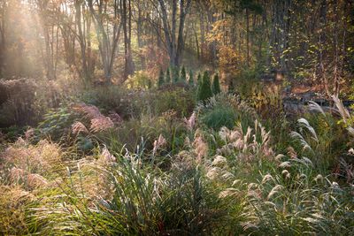 Best in Show winners revealed in RHS garden photography contest