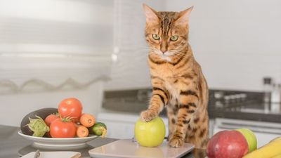 Five human foods that are poisonous to cats