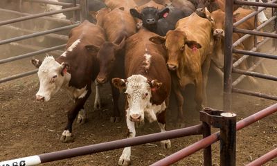 ‘There’s 20% more methane than they thought’: new data confirms Australia has been undercounting cattle