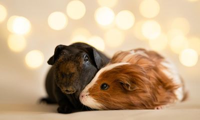 The pet I’ll never forget: Chocolate and Smudge, the guinea pigs I hoped would be my for ever friends