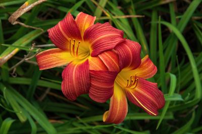 How to Grow Daylilies — Expert Advice for Planting and Caring for These Colorful Garden Flowers