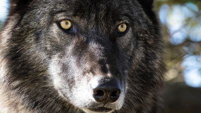 For once, it's a Yellowstone wolf – not tourist – that regrets its decision to chase elk