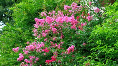 How to propagate crepe myrtle – advice from a professional gardener for successful cuttings this summer
