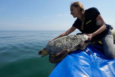 Sea turtles are under threat from trawlers in the Adriatic. A center offers them a sanctuary