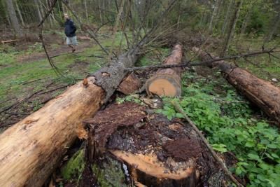 EU Approves Nature Restoration Plan Despite Opposition