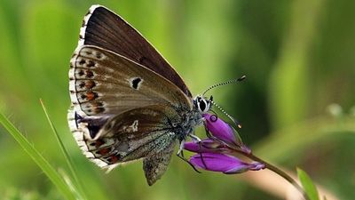 EU biodiversity law approved after last minute U-turn from Austria