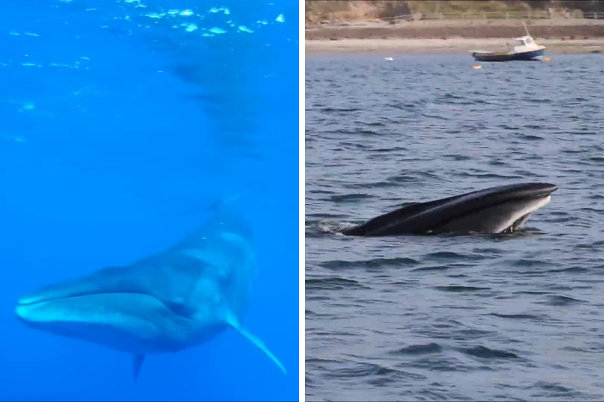 Sei Whales That Left The Coasts Of Argentina Nearly…