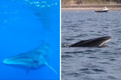 Sei Whales That Left The Coasts Of Argentina Nearly 100 Years Ago Have Recently Been Spotted Again