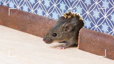 How to keep mice out of your house – 5 top tips from pest control experts